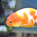 金魚「桜錦」モザイク透明鱗が美しいらんちゅう型金魚