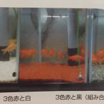 金魚の色揚げと餌と水槽環境の関係